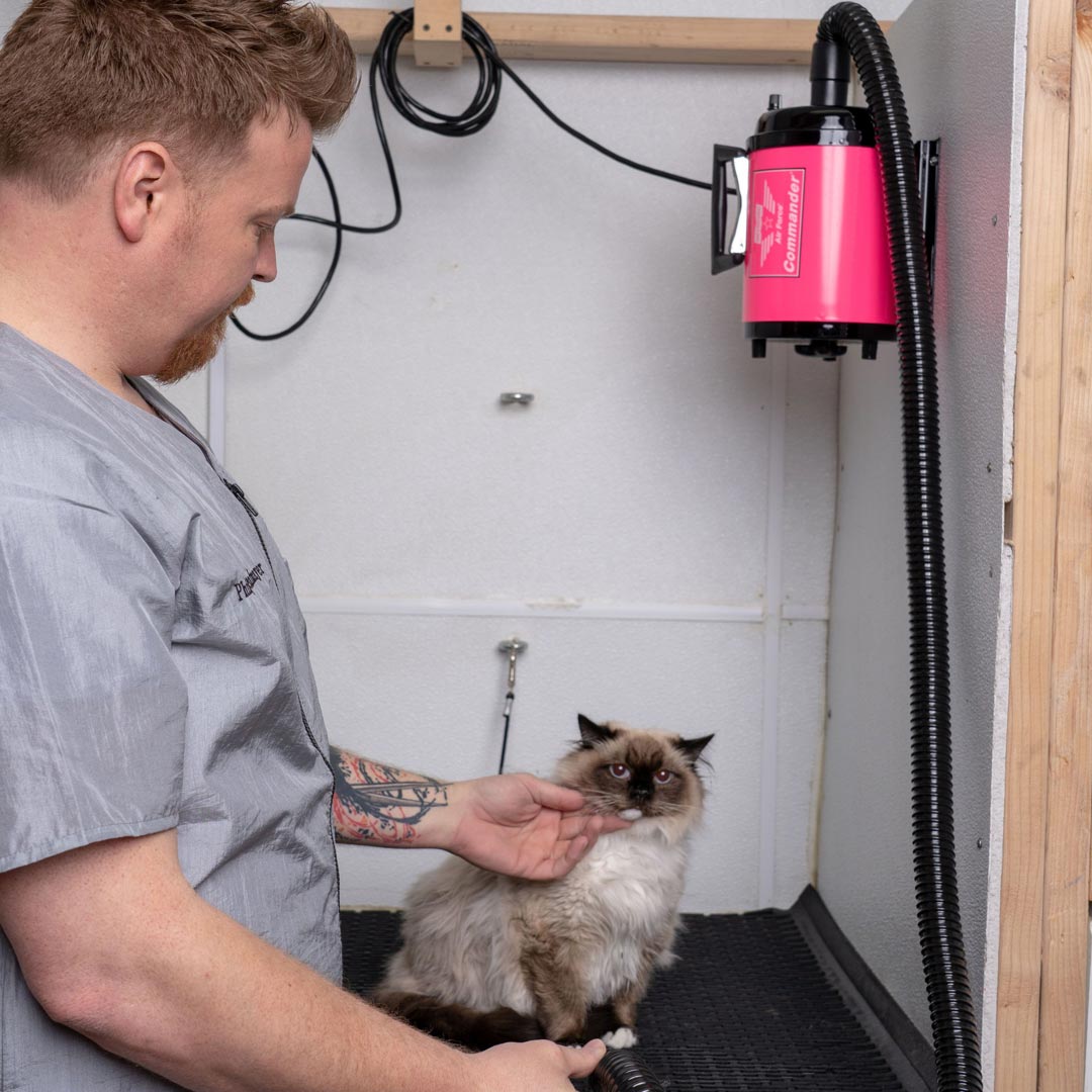 Der Haustiertrockner für die professionelle Hundepflege von Katzen und Hunden