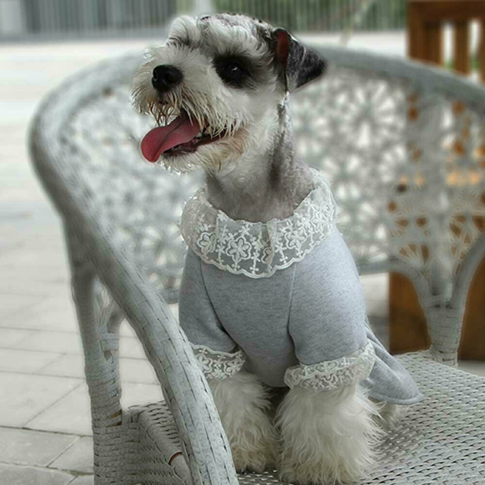 Modische Hundebekleidung für den Winter