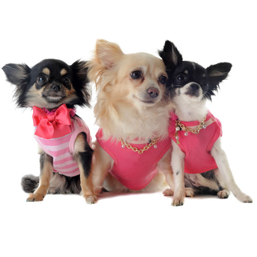 Hundeshirts, T-Shirts und Hundehemden für Hunde