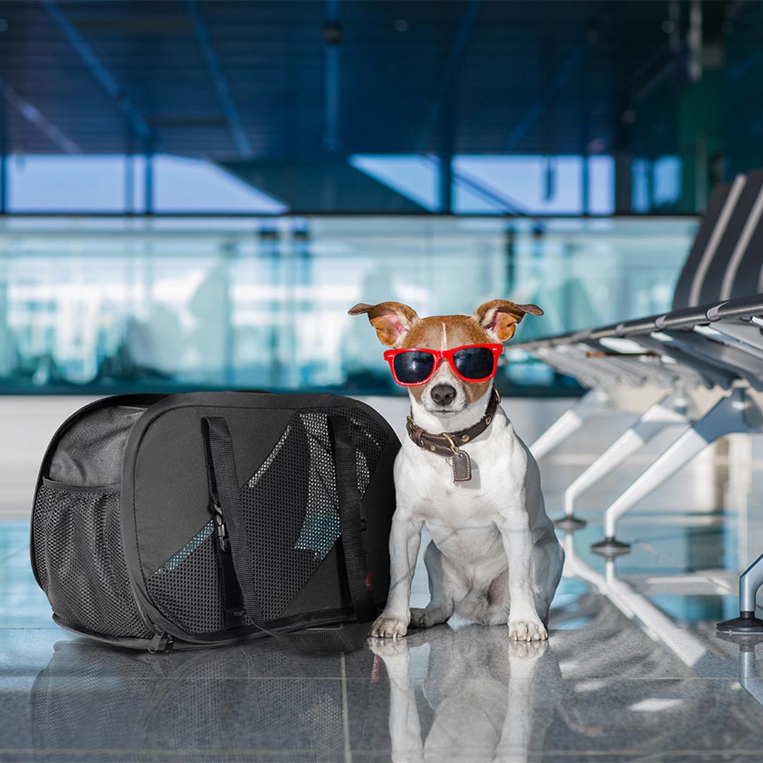 Nobel mit dem Hund unterwegs mit der praktischen Hundetasche für Reisen