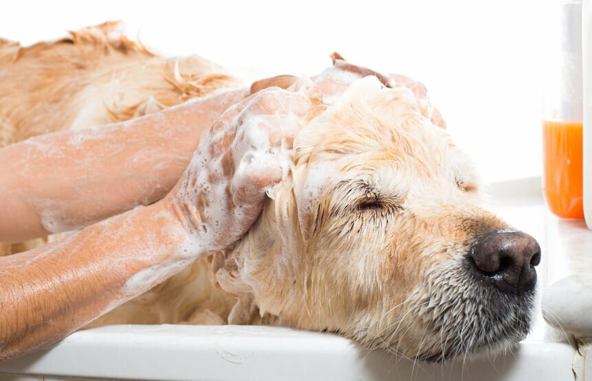 Hundeshampoo für braune Hunde