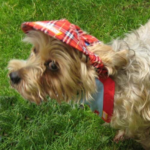 Schotten Hundemütze - Schirmkappe für Hunde