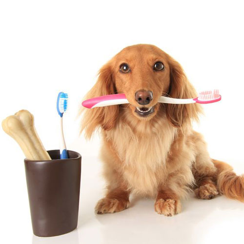 Zahnpflege für Hunde und Katzen