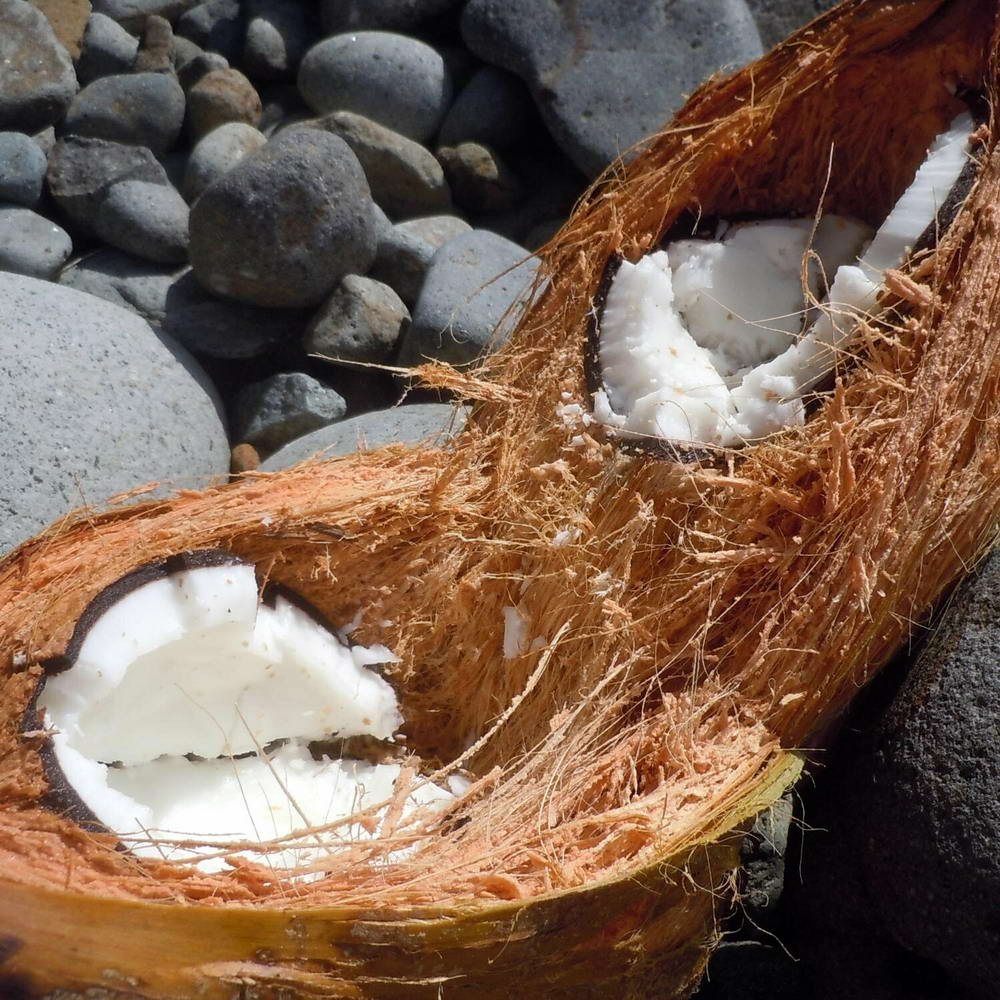Hundespielzeug gefüllt mit natürlichen Kokosfasern