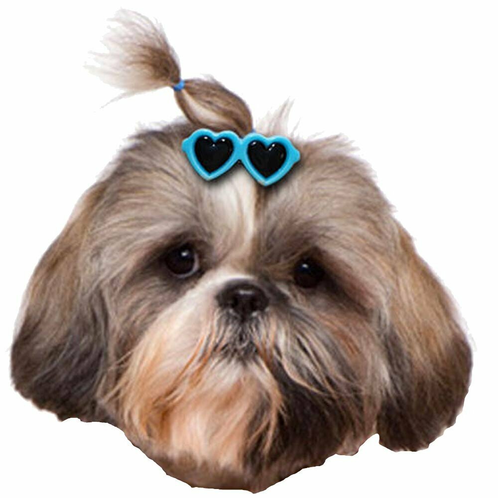Haarklipp für Hunde - blaue Sonnenbrille