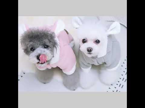 Rosa Hundejacke mit Kapuze, Ohren und Bärenkopf