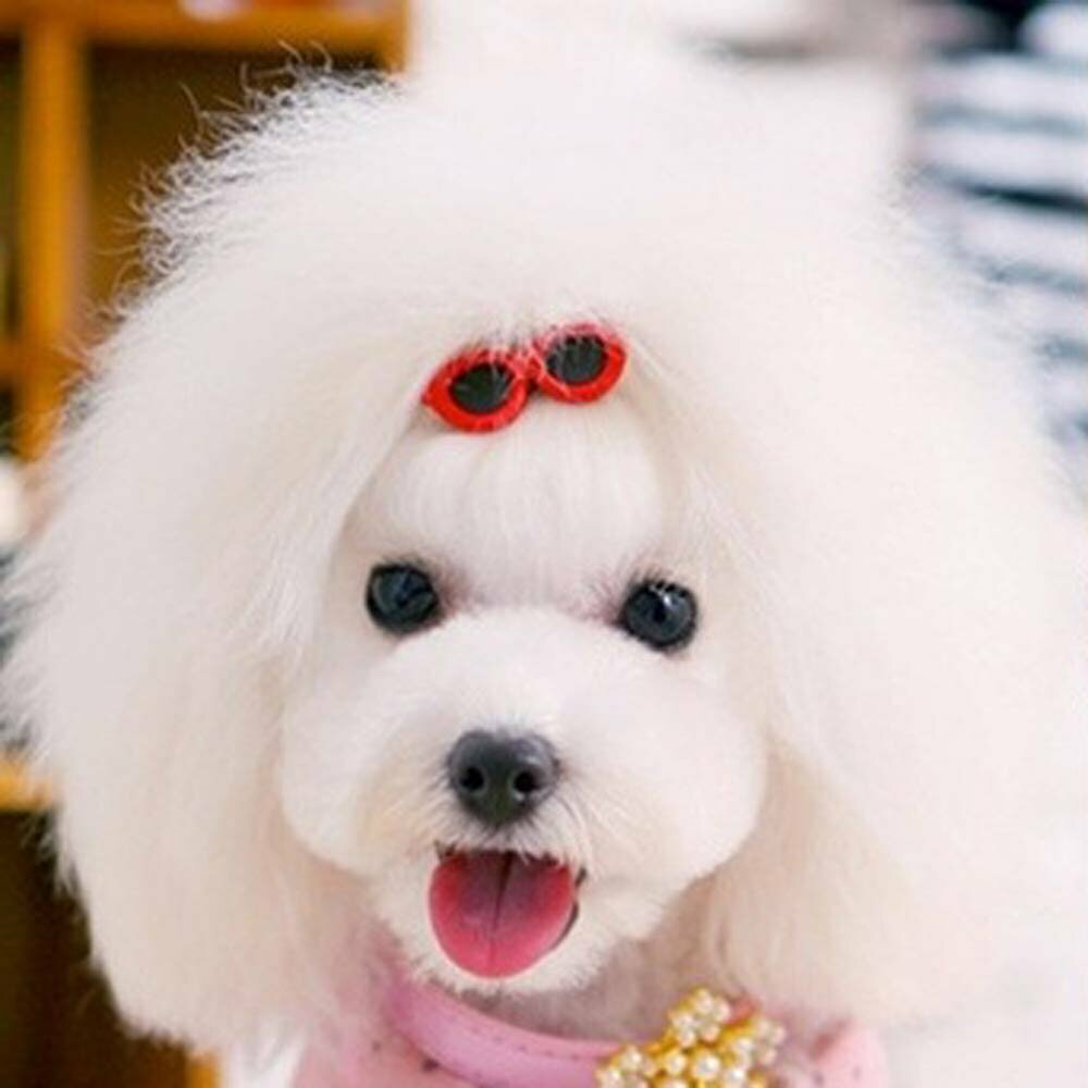 Haarspange für Hunde in Fomr einer Sonnenbrille