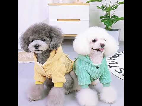 Warme Cord Hundejacke gelb mit Kapuze - Hundebekleidung