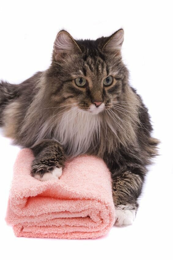 Shampoo für Katzen mit langen Haaren