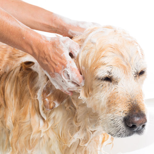 Hundeshampoos und Pflege