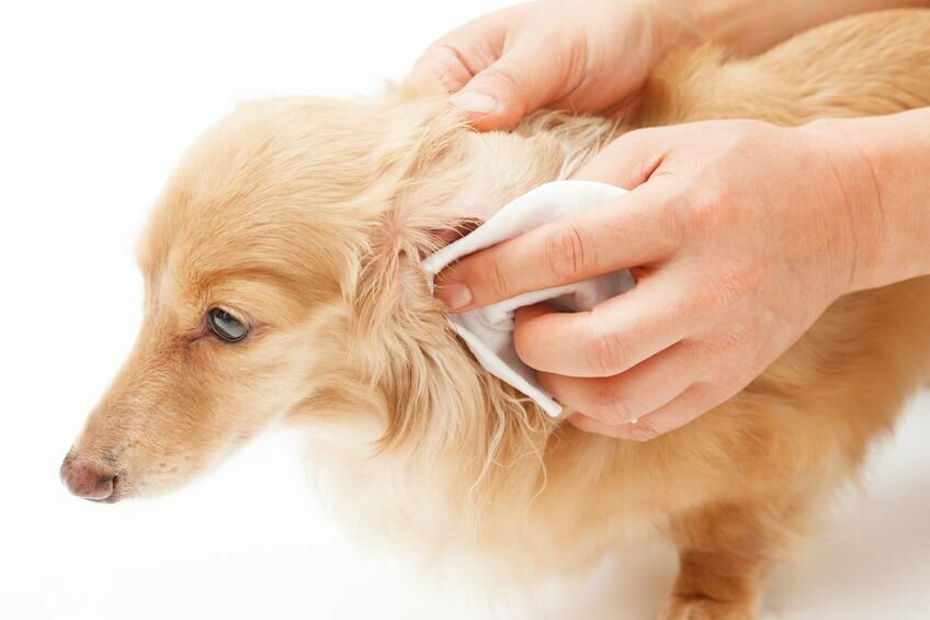 Ohrenreiniger für Hunde