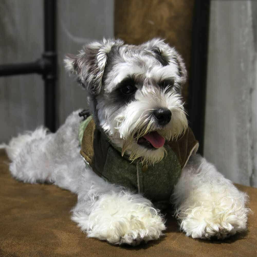 Warme Hundekleidung für den Winter - grüne Hundejacke