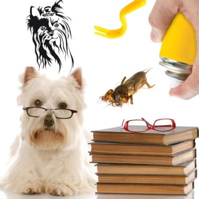 Hundefriseurbücher und Utensilien für die Hundepflege
