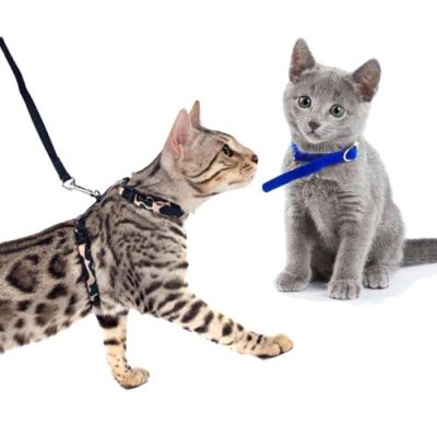 Katzenhalsbänder und Katzenbrustgeschirre