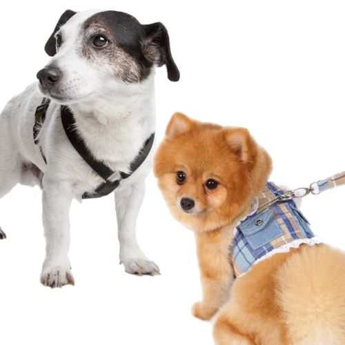 Softbrustgeschirre und Textilgeschirre für Hunde
